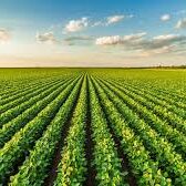 agriculture